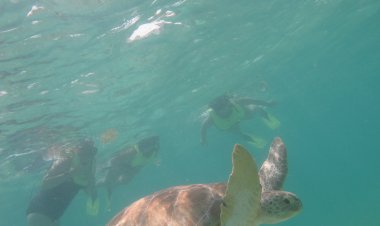 Descubre la Magia de las Playas del Caribe Mexicano