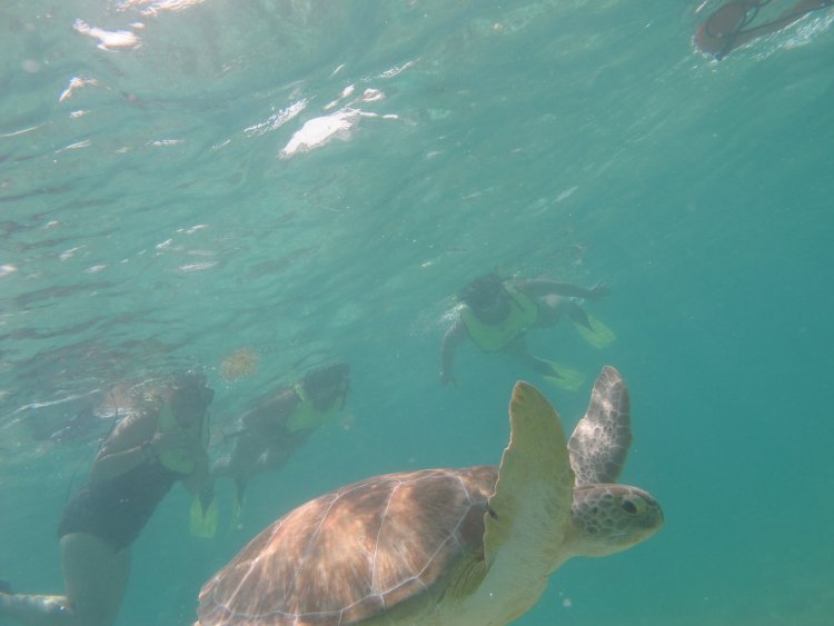 Descubre la Magia de las Playas del Caribe Mexicano