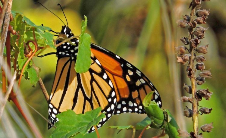 Descubre el Fascinante Mundo de las Mariposas Monarca.
