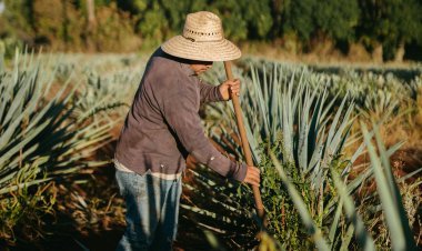 Descubre el Valle del Tequila: Una Aventura de Sabores y Tradiciones
