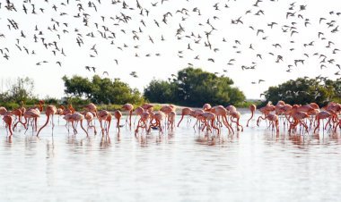 Descubre los 3 mejores destinos para avistamiento de aves en México.