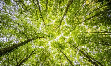 Descubre los Poderes de la Naturaleza: Actividades Outdoor