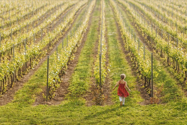 Ruta del Vino: Explora Baja California a través del vino.