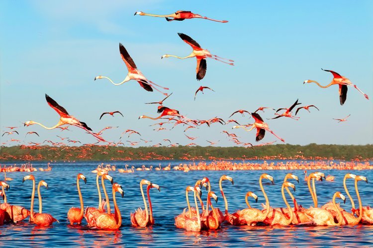 Descubramos el Ecoturismo en México: Explorando sus Áreas Naturales Protegidas