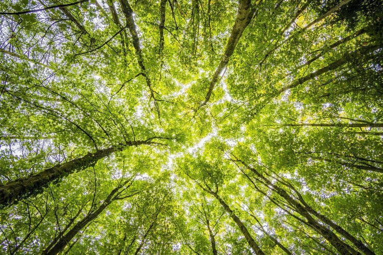 Descubre los Poderes de la Naturaleza: Actividades Outdoor