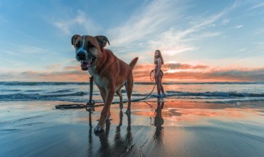 Explora México con tu mejor amigo: ¡Lugares Pet Friendly!