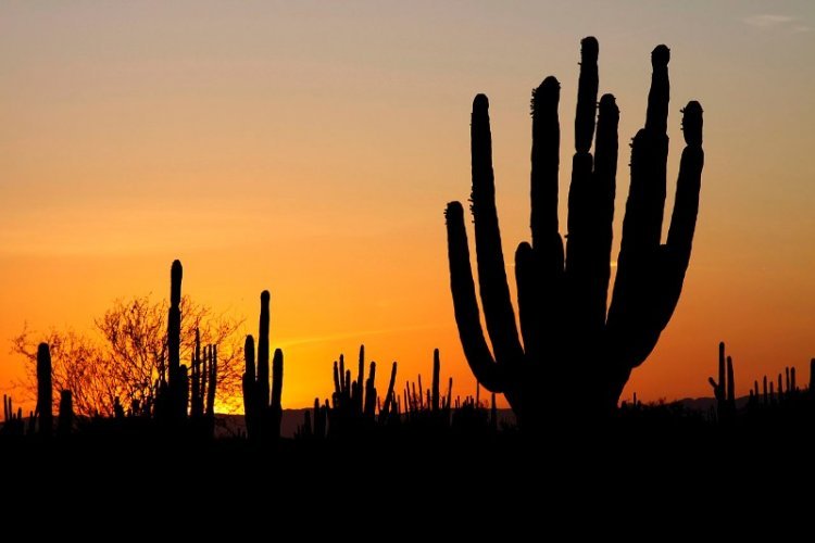 Explora el Desierto de Chihuahua: Una Experiencia Única e Inolvidable