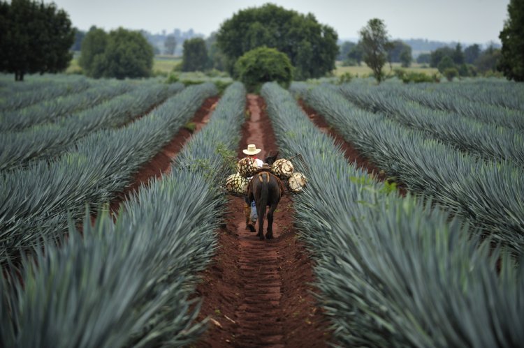 Explora la Magia de la Ruta del Tequila en Guanajuato