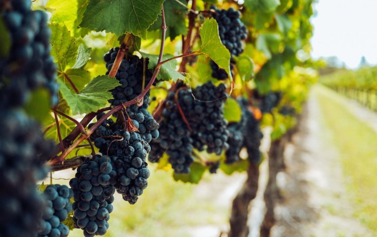 Descubre la magia de Baja California: El Paraíso de los Winelovers