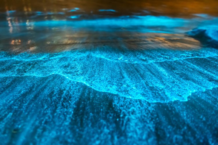Brillas en México: Playas Nocturnas Mágicas