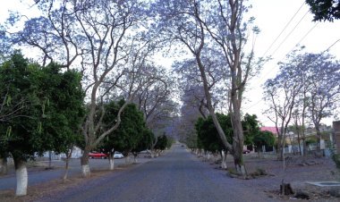 Explora Jiquilpan, Ciudad de las Jacarandas en Primavera.