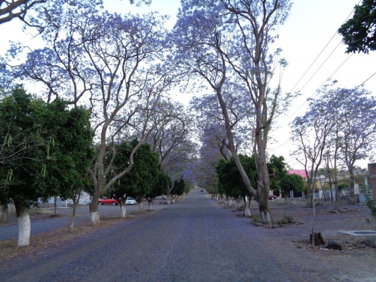 Explora Jiquilpan, Ciudad de las Jacarandas en Primavera.