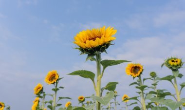 Explora el Maravilloso Santuario de Girasoles de Yucatán.