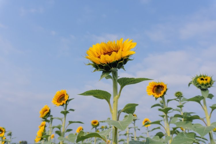 Explora el Maravilloso Santuario de Girasoles de Yucatán.