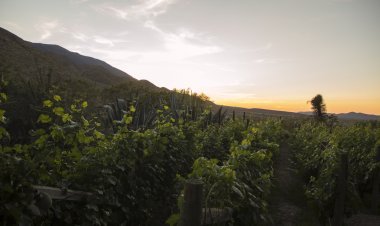 Descubre Parras de la Fuente: ¿Qué hay para hacer?
