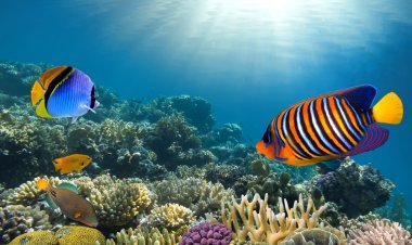 4 Lugares de Snorkeling Inolvidables en México