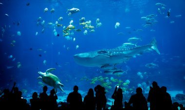 Explora el Acuario Más Grande de Latinoamérica en CDMX