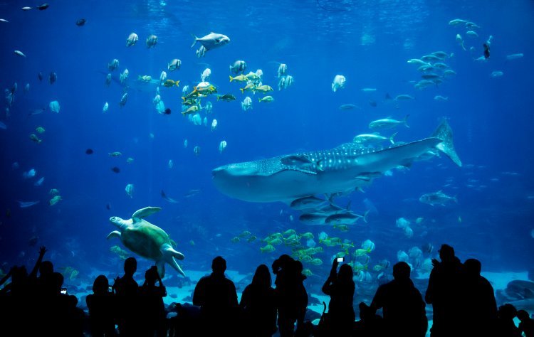 Explora el Acuario Más Grande de Latinoamérica en CDMX