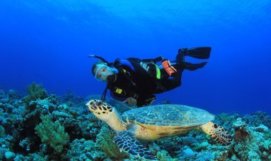 Explora el Paraíso Submarino de México: 3 increíbles lugares para bucear.