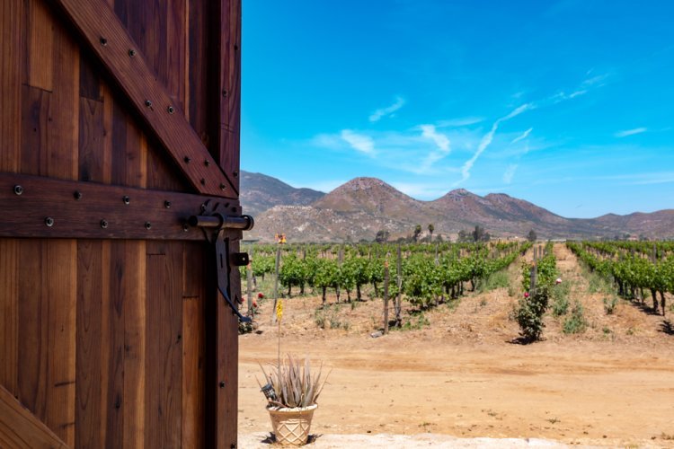 Explora México a través del enoturismo de otoño