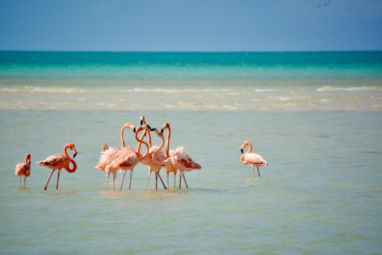 Explora la Naturaleza en San Crisanto, Yucatán: Una Aventura Ecoturística Inolvidable
