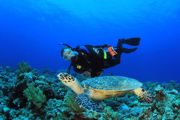 Explora el Paraíso Submarino de México: 3 increíbles lugares para bucear.