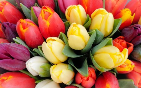 Tulipanes en Atlixco: El Año Nuevo comienza con una espectacular temporada de flores.