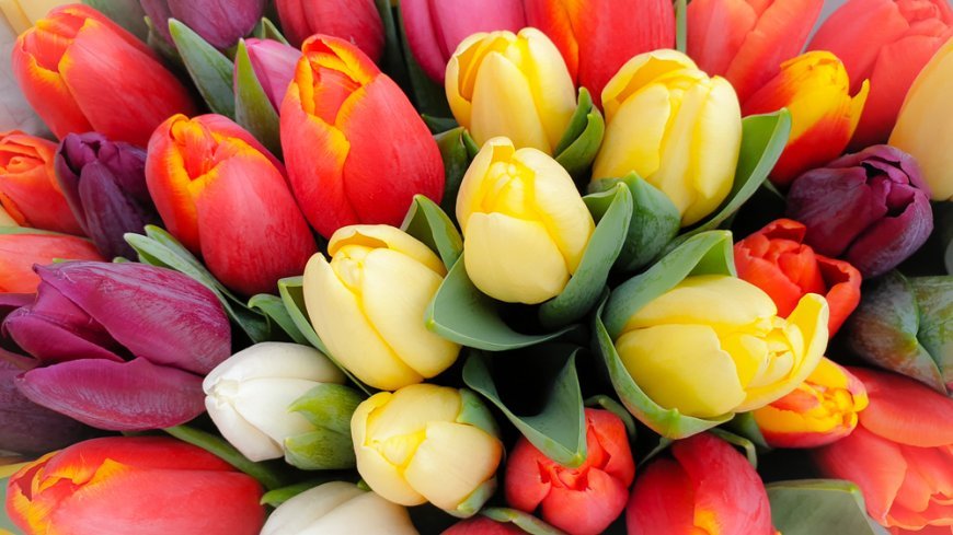 Tulipanes en Atlixco: El Año Nuevo comienza con una espectacular temporada de flores.