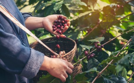 Explora Xicotepec: Recorre la Bio Ruta del Café