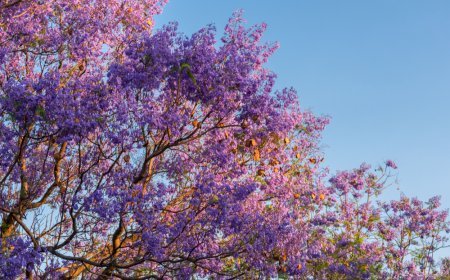Explora el Encanto de Michoacán en Primavera: Visita el Pueblo Mágico de Tuxtla.