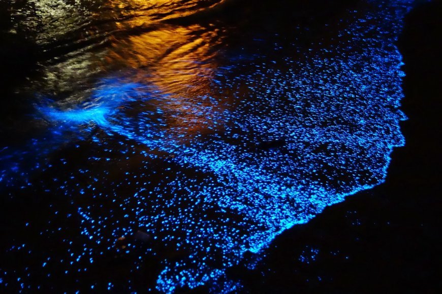 Espectáculo de Bioluminiscencia de Holbox te sorprenderá esta Temporada