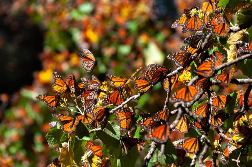 Tesoros Naturales de México: Guía de las Reservas de la Biosfera