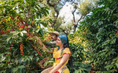¡Descubre dos rutas del café en México!