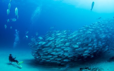 Cabo Pulmo ¡Un Acuario gigante en Baja California Sur!