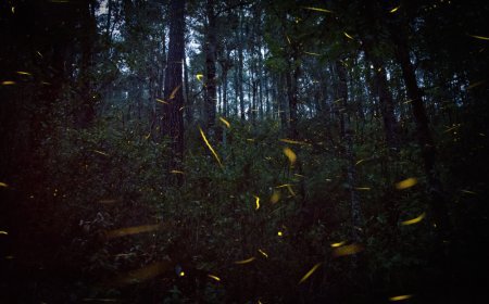 Una experiencia mágica bajo la luz de las luciérnagas en el Estado de México