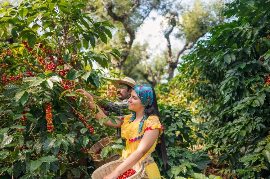 ¡Descubre dos rutas del café en México!