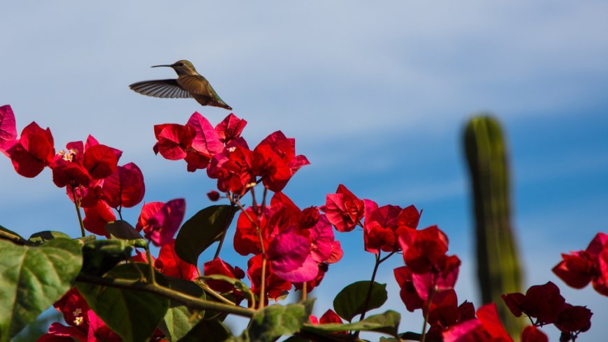 Visita el santuario de Colibríes, una ave colorida y mágica