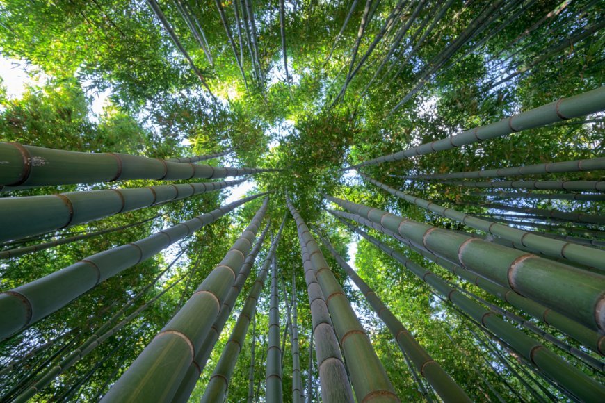 Vive la magia de los bosques de bambú en Teziutlán, Puebla