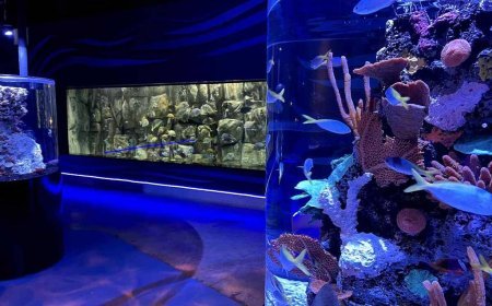 Explorando el Fascinante Mundo Submarino en el Acuario Michin CDMX
