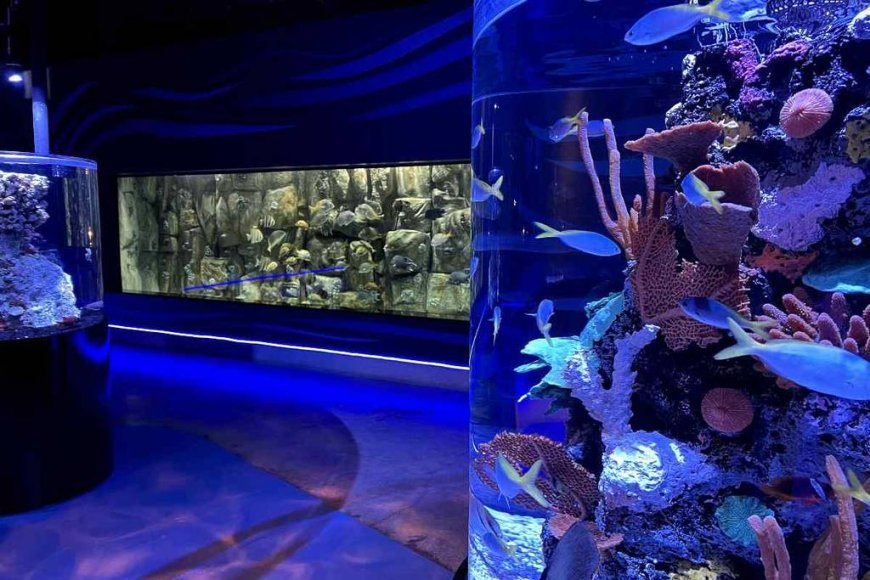Explorando el Fascinante Mundo Submarino en el Acuario Michin CDMX