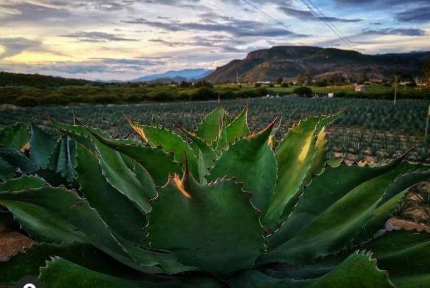 Oaxaca y la Ruta del Mezcal