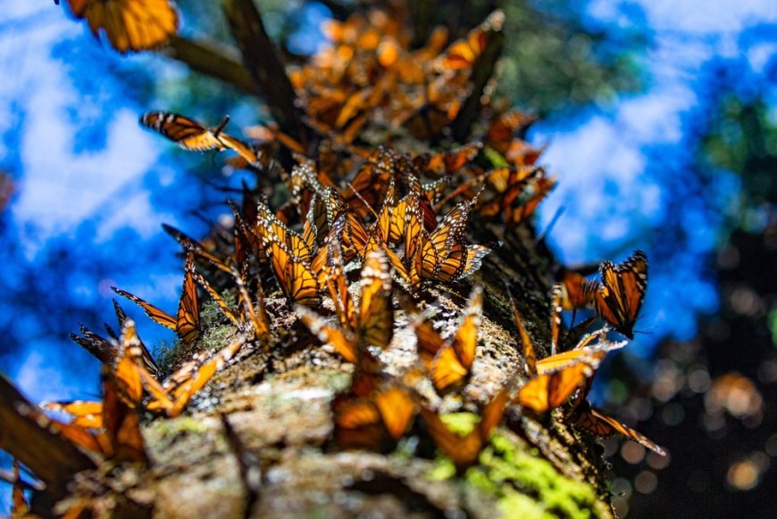4 santuarios de la Mariposa Monarca que debes visitar