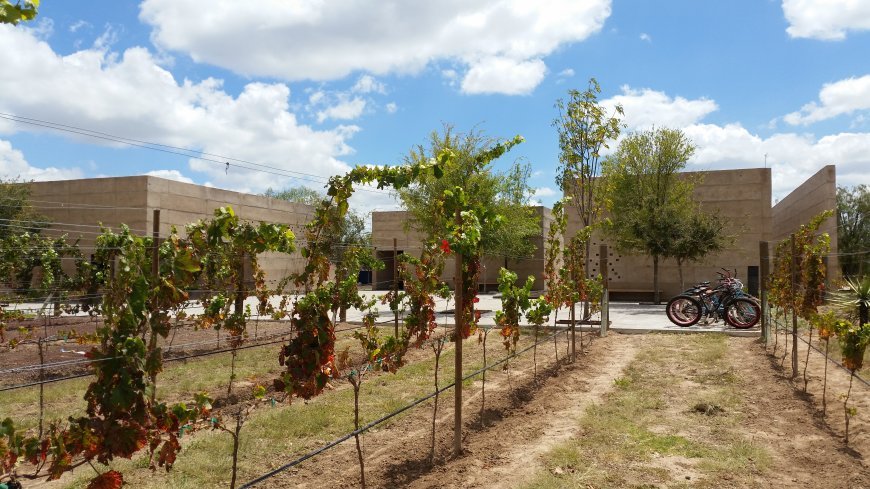 Degusta la ruta del vino en Guanajuato