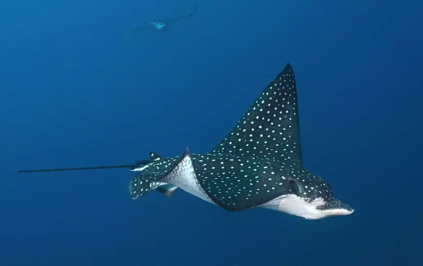 Explora las maravillas del Arrecife Cantarel en Cozumel: Una aventura subacuática única