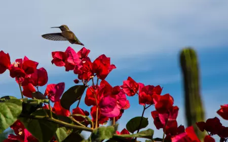 Visita el nuevo santuario de Colibríes en Puebla