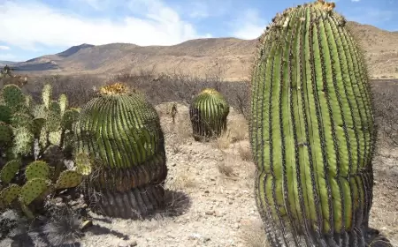 ¡Este es el pueblo con los cactus más grandes de México!