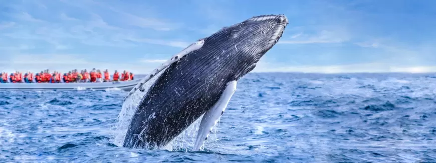 Realiza un tour de observación de ballenas: