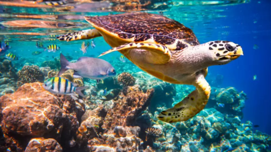 Visita la reserva marina Cabo Pulmo: