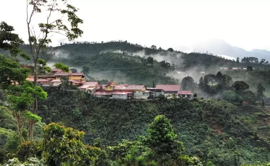 Conoce el Sabor Auténtico del Café de Chiapas