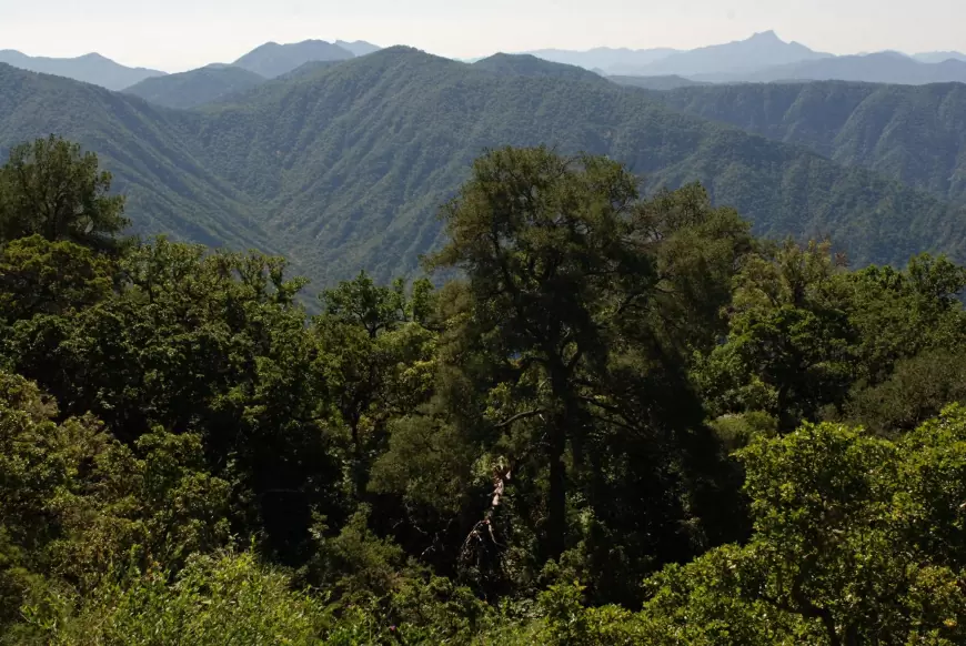 Baja California Sur: Reserva de la Biósfera Sierra La Laguna. Temperatura media  12°C y  18°C.